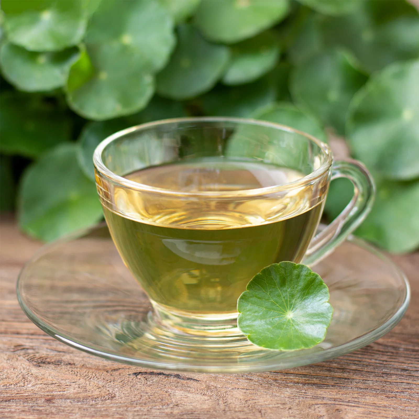 Gotu Kola Wassernabelkraut geschnitten (100g) - Image 3
