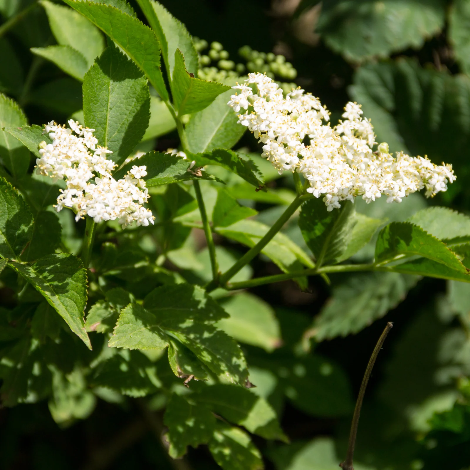 Holunderblüten geschnitten Bio (100g) - Image 6