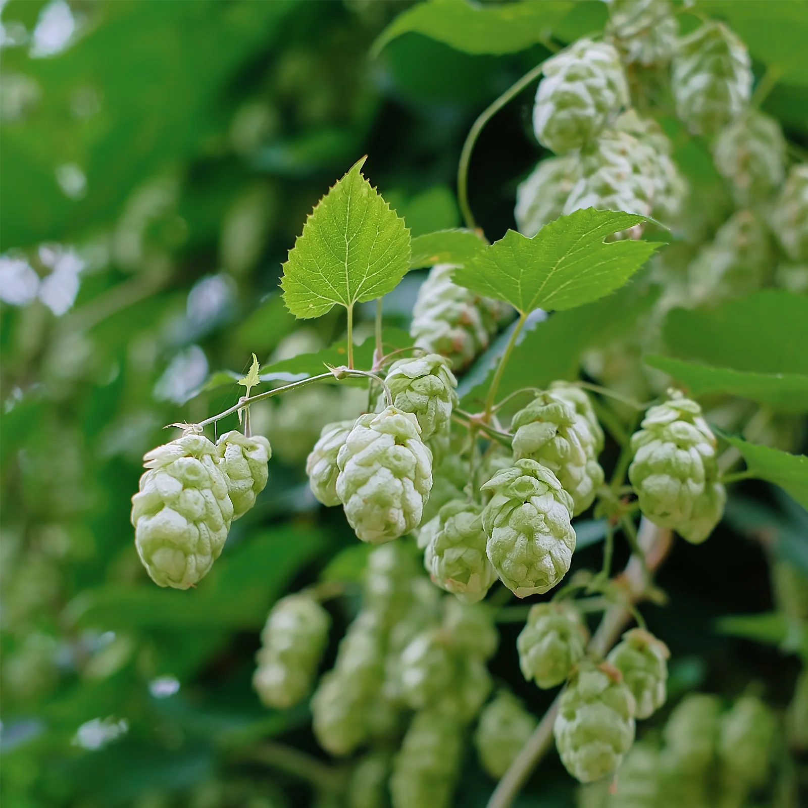 Hopfenblüten geschnitten (100g) - Image 4