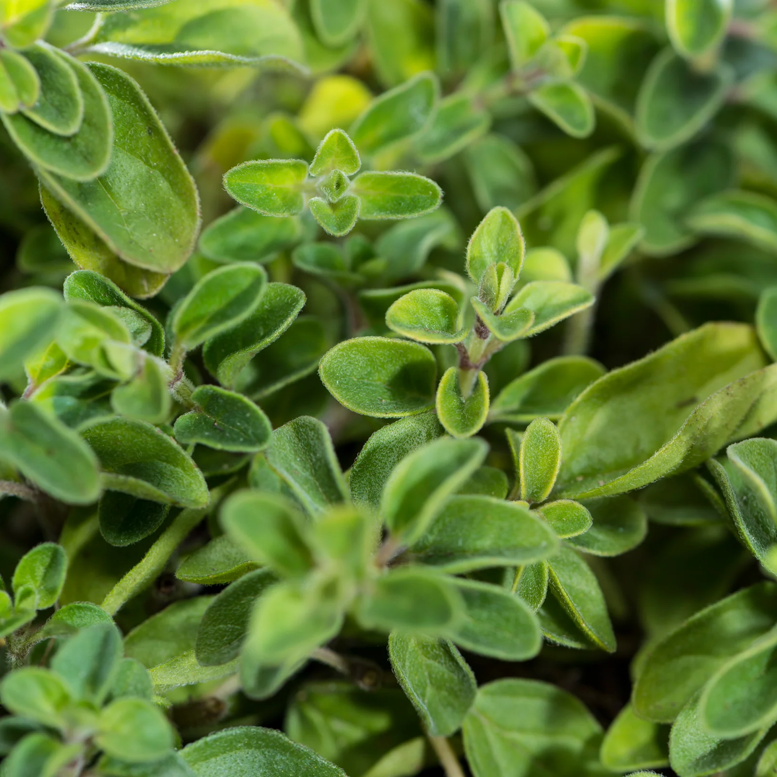 Oregano geschnitten Bio (250g) - Image 3