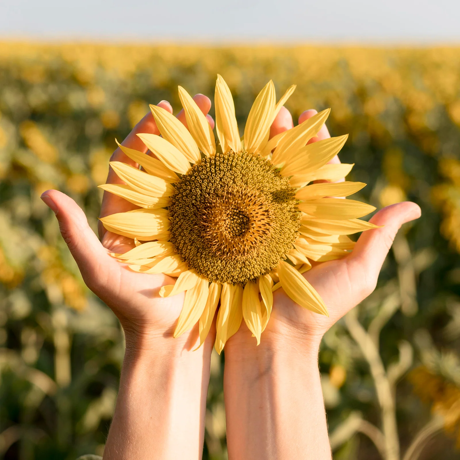 Sonnenblumenkerne geschält (1000g) - Image 6