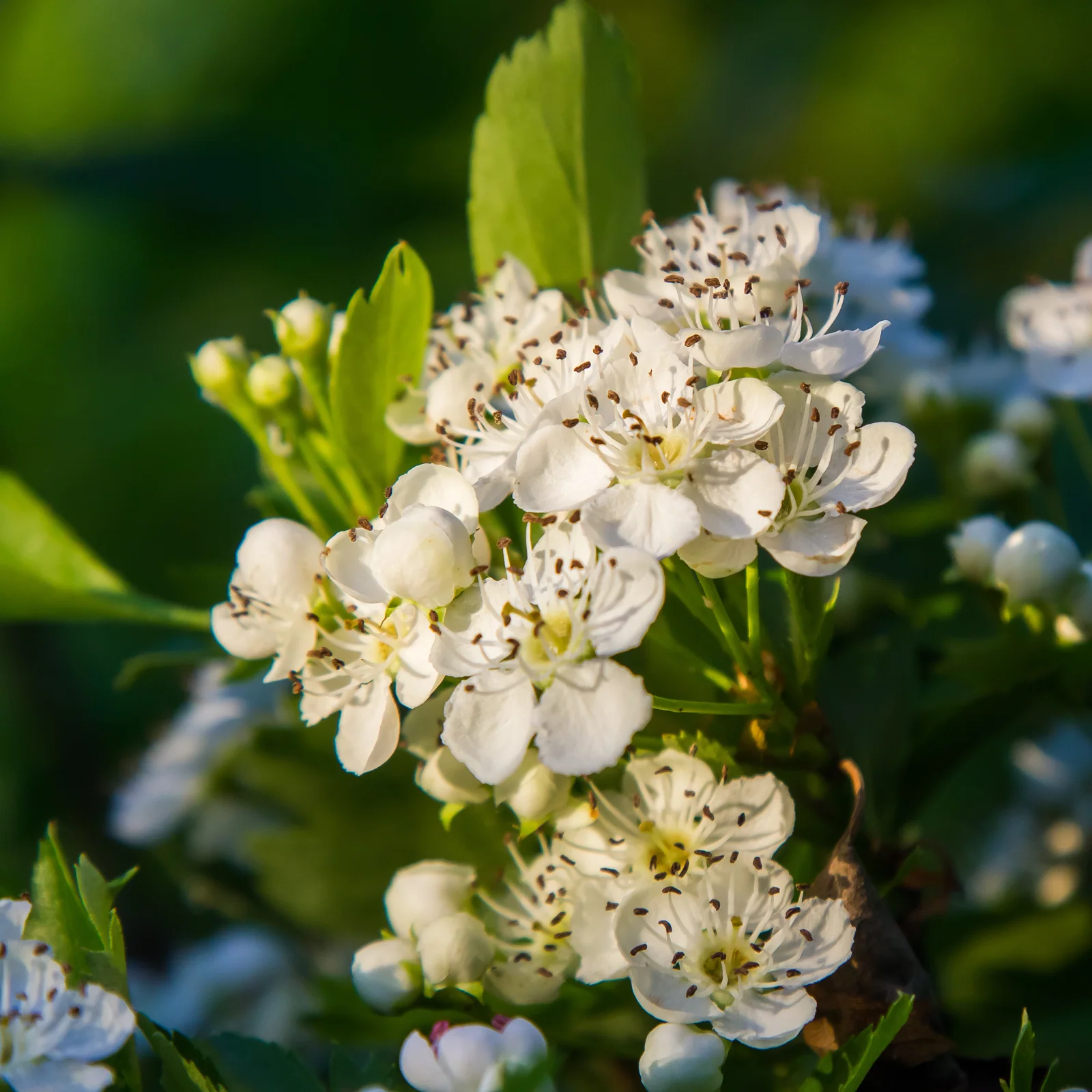 Weißdornblätter mit Blüten geschnitten (1000g) - Image 3